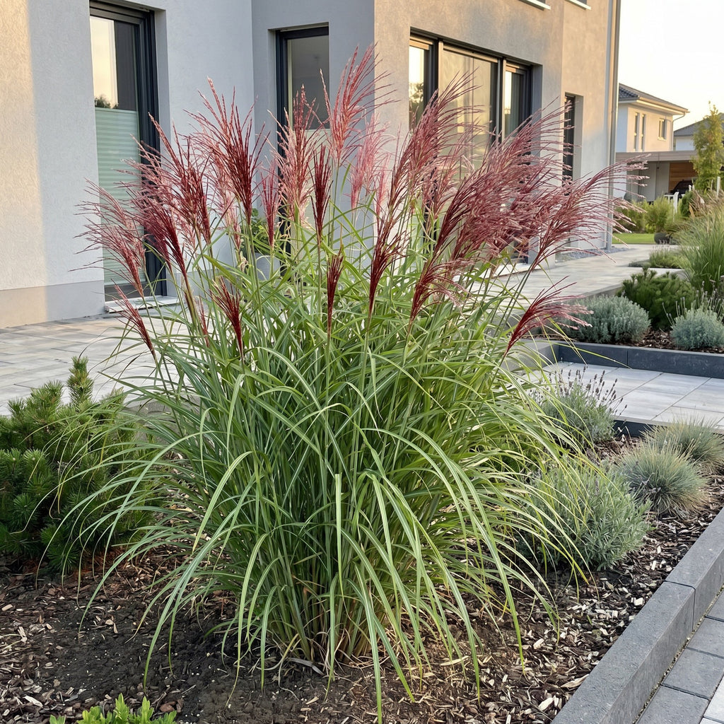 Miscanthus sinensis 'Red Chief' (miscanthus) – Ø11 cm, 15–25 cm de haut – photo 5