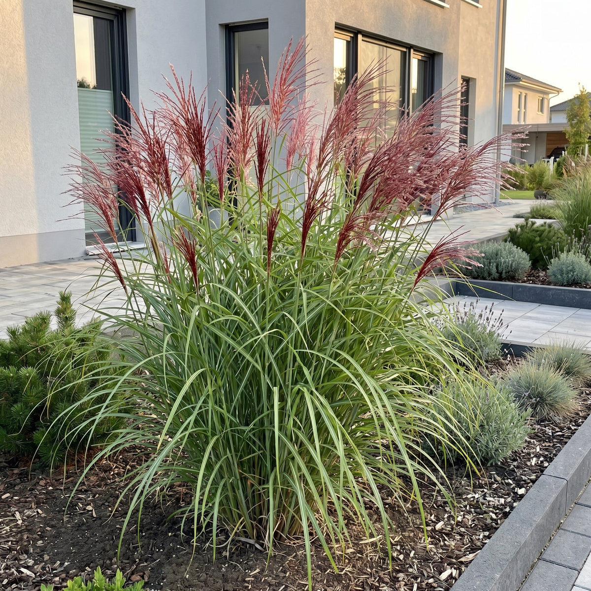 Miscanthus sinensis 'Red Chief' (miscanthus) – Ø11 cm, 15–25 cm de haut – photo 5