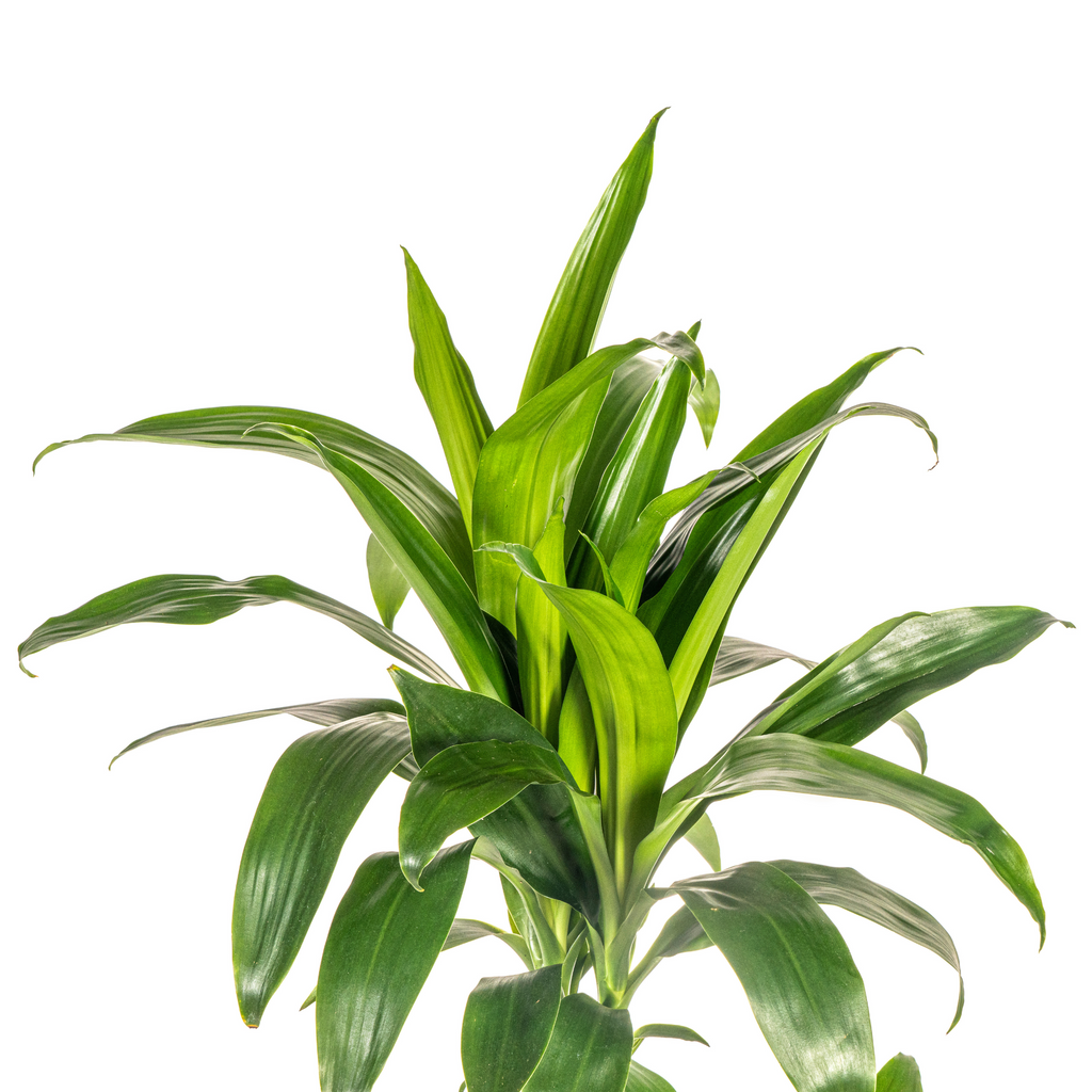 Dracaena Deremensis Lisa (Drachenbaum) – Ø 21 cm, 90–110 cm hoch