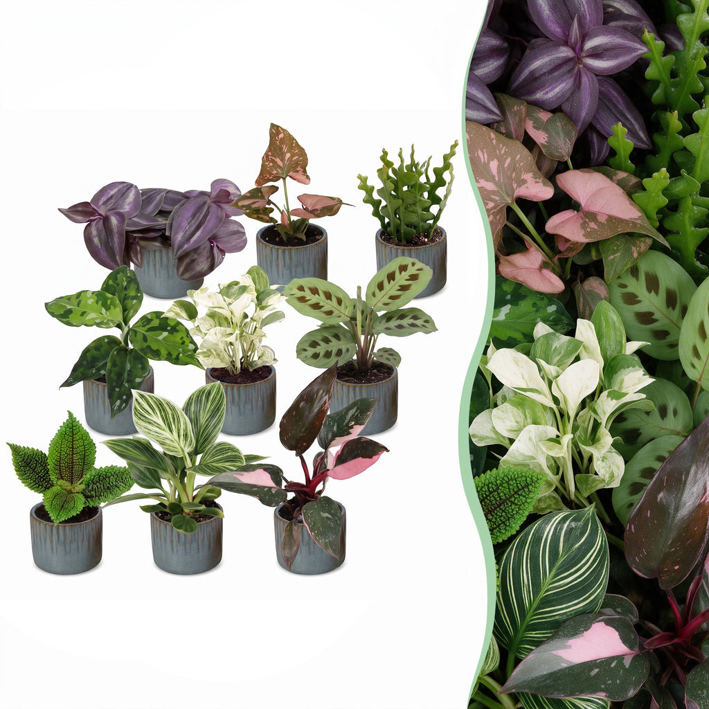 9× overraskelsesæske med stueplanter inkl. Linnea Misty Blue – Ø6 cm, 5–15 cm høj