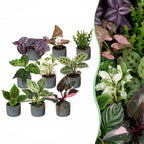 9× overraskelsesæske med stueplanter inkl. Linnea Misty Blue – Ø6 cm, 5–15 cm høj