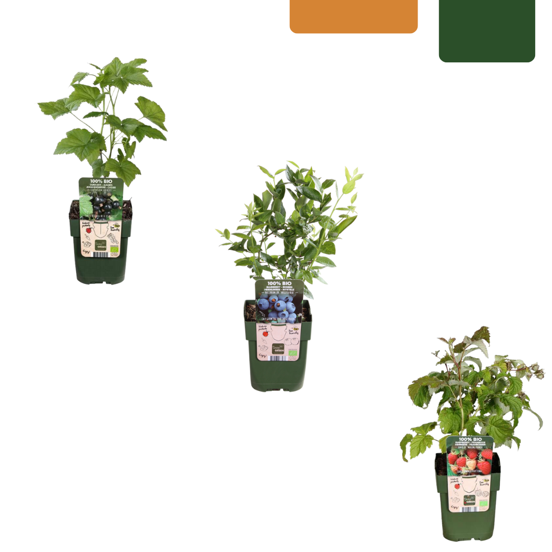 Fruitplantenset "Vruchten feestje" biologisch – 3 planten, 20 cm hoog