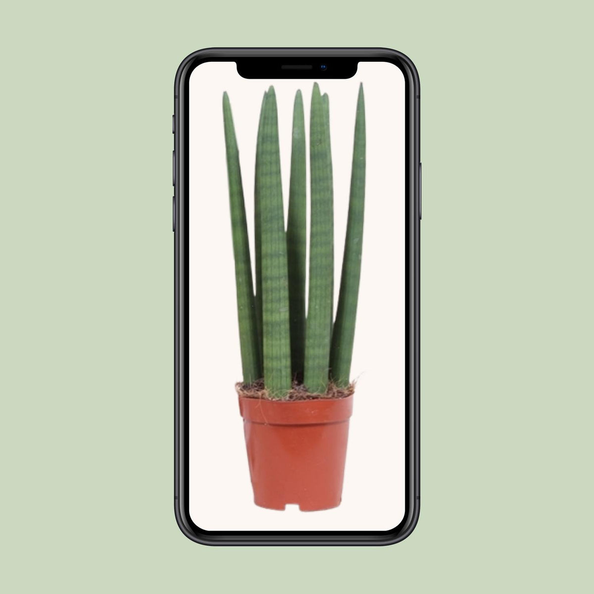 Sansevieria Straight (svigermors tunge) – Ø12 cm, 40 cm høj