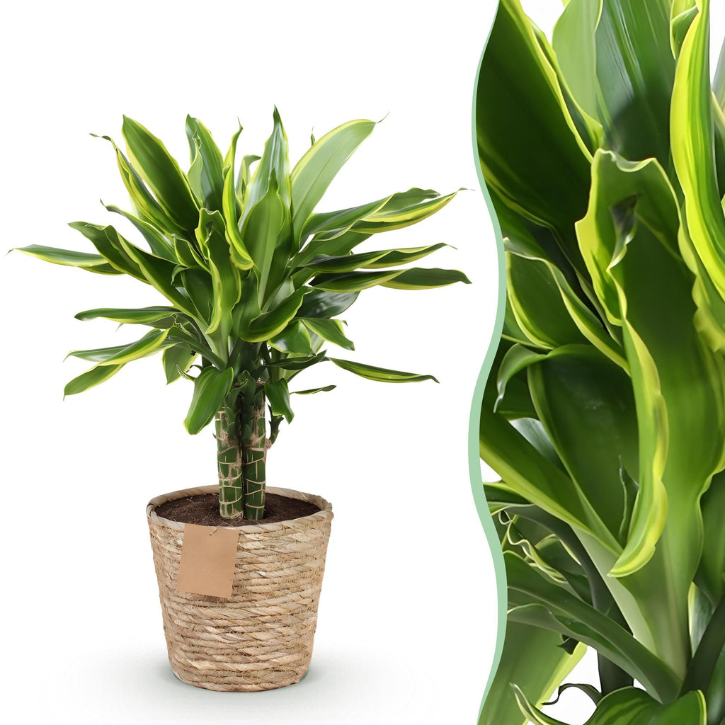 Dracaena fragrans Golden Coast (drakenboom) met mand – Ø17 cm, 50–55 cm hoog
