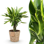 Dracaena fragrans Golden Coast (drakenboom) met mand – Ø17 cm, 50–55 cm hoog