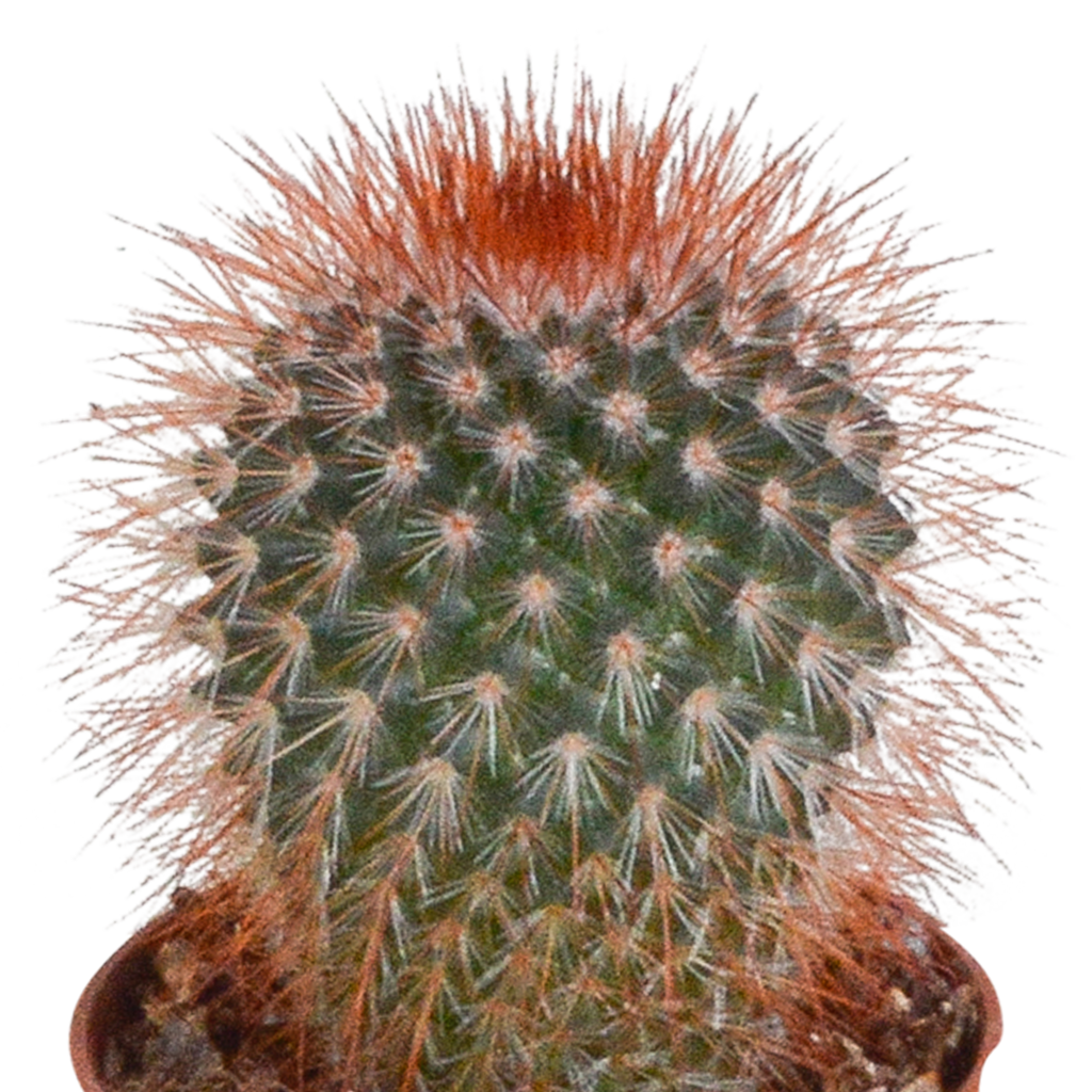 Kaktusmix (Cactaceae) uden urtepotte – Ø6 cm, 13 cm høj