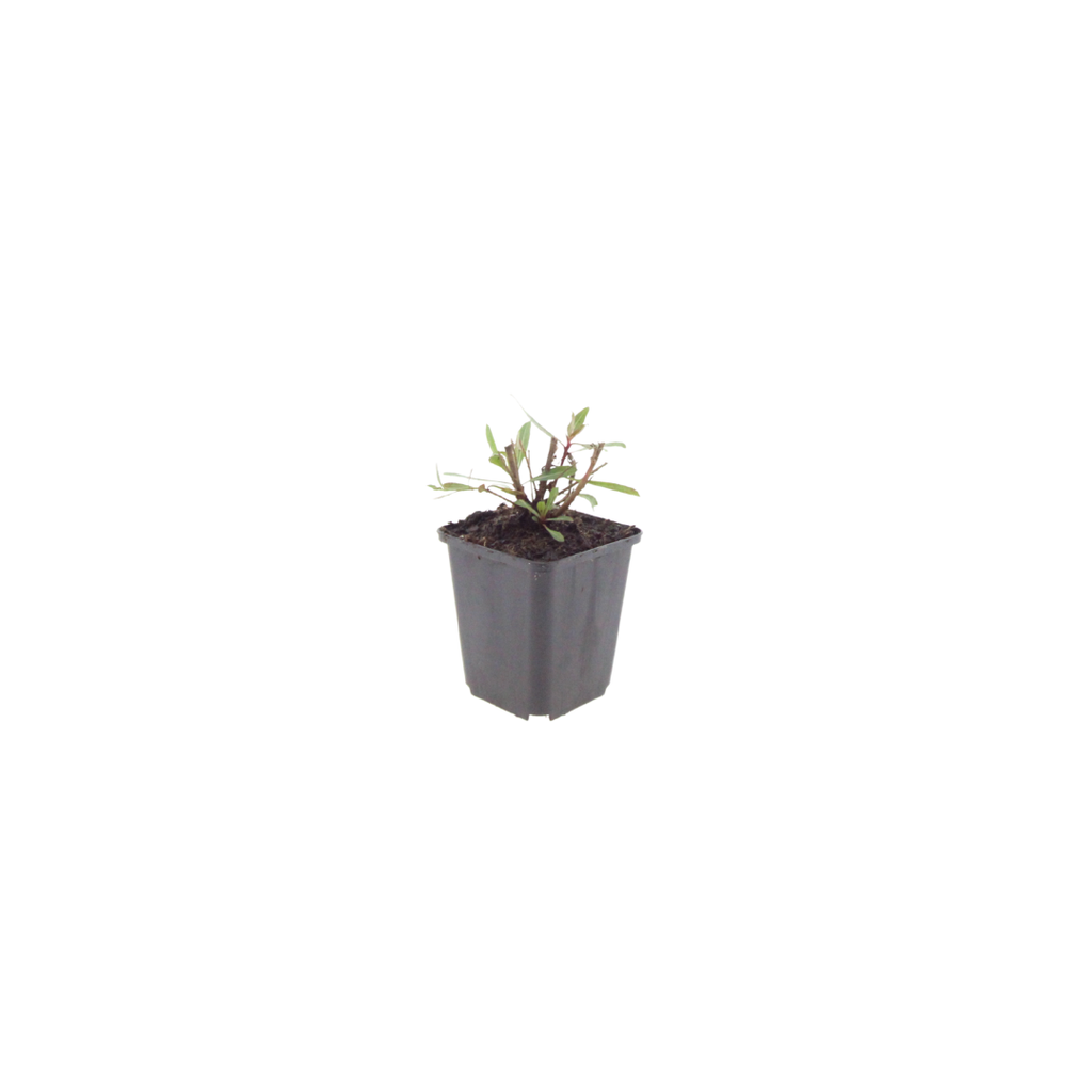 Gaura l. 'Whirling Butterflies' (gaura) – 48 plants, Ø9 cm, 10–25 cm de haut – photo 2