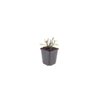 Gaura l. 'Whirling Butterflies' (gaura) – 48 plants, Ø9 cm, 10–25 cm de haut