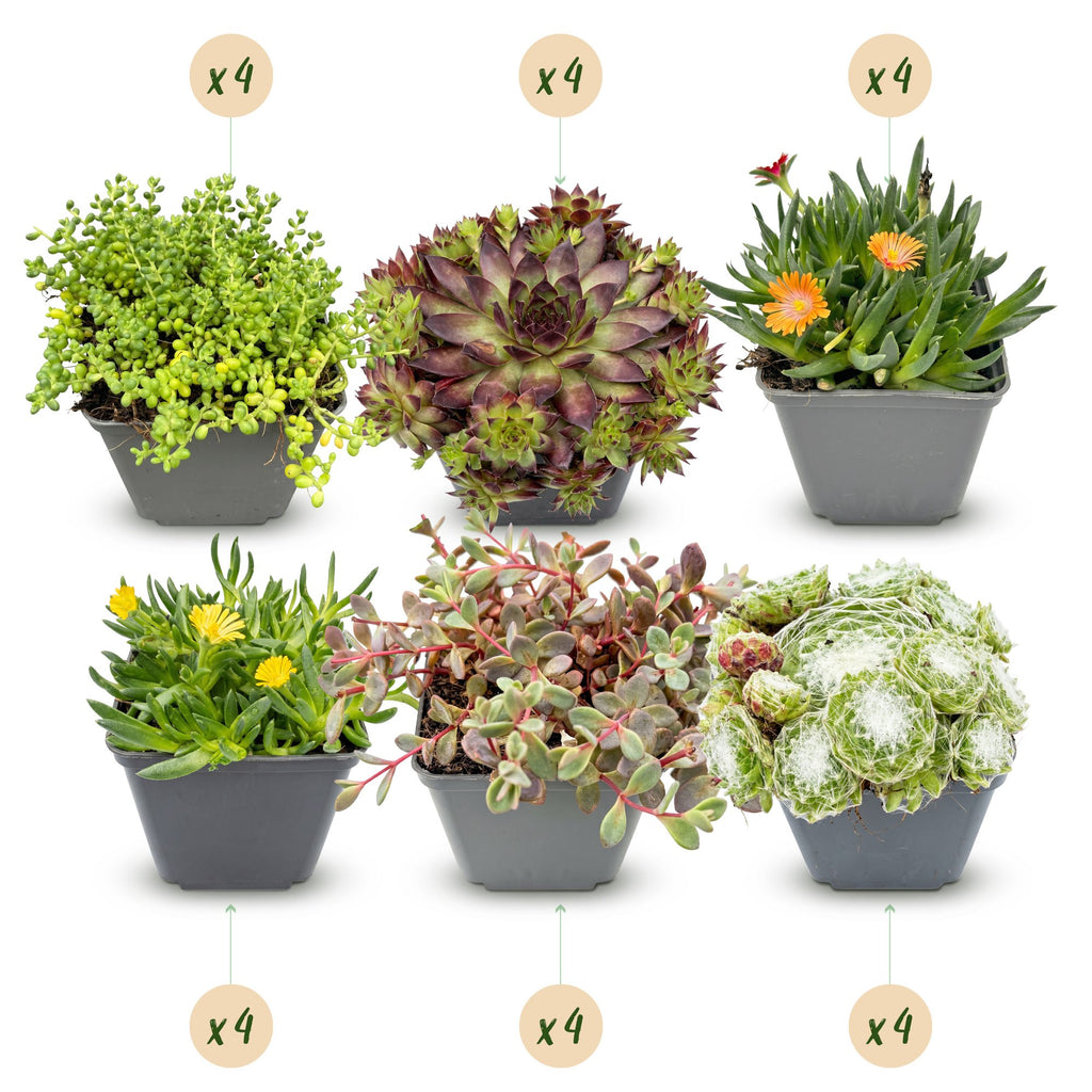 Mélange de plantes rupicoles – 24 plantes, Ø7 cm, 10–12 cm de haut