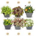 Mélange de plantes rupicoles – 24 plantes, Ø7 cm, 10–12 cm de haut