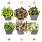 Mélange de plantes rupicoles – 24 plantes, Ø7 cm, 10–12 cm de haut