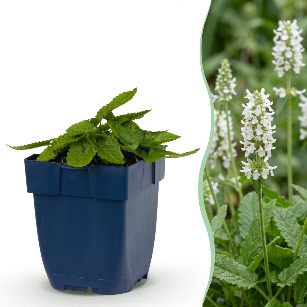 Stachys officinalis alba (Alpen-Königskerze) – weiß – 24 Pflanzen, Ø 11 cm, 15–25 cm hoch
