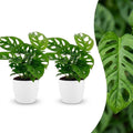 2× Monstera adansonii (Mini-Monstera) im weißen Zier-Terrakotta-Topf – Ø 12 cm, 25 cm hoch