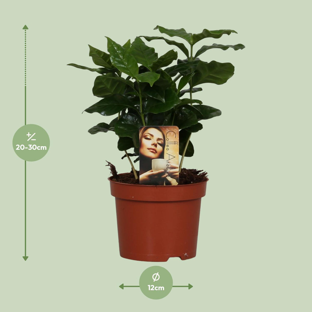 Coffea arabica (kaffeplante) – Ø12 cm, 25 cm høj