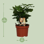 Coffea arabica (kaffeplante) – Ø12 cm, 25 cm høj