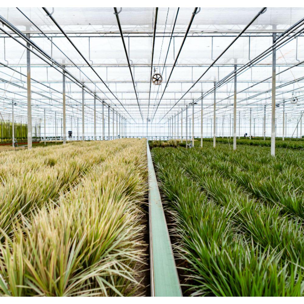 Dracaena (Drachenbaum) mit Korb – Ø 21 cm