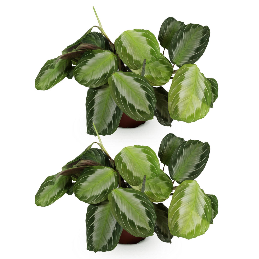 2× Maranta Fascinator Silverband (plante prie-vache) – Ø12 cm, 30–35 cm de haut