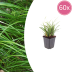 Carex morrowii (Segge) – 60 Pflanzen, Ø9 cm, 10–25 cm hoch