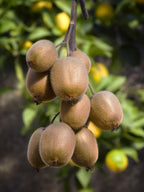 Actinidia deliciosa 'Jenny' (kiwi) – Ø13 cm, 45 cm high