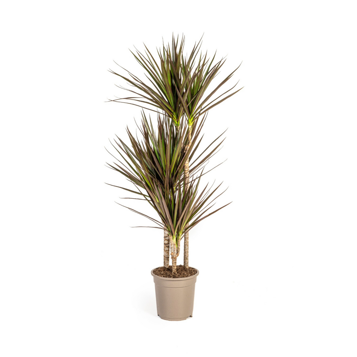 Dracaena marginata Magenta (drakenboom) – Ø21 cm, 110–130 cm hoog