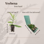 Verbena (Echter Eisenkraut)
