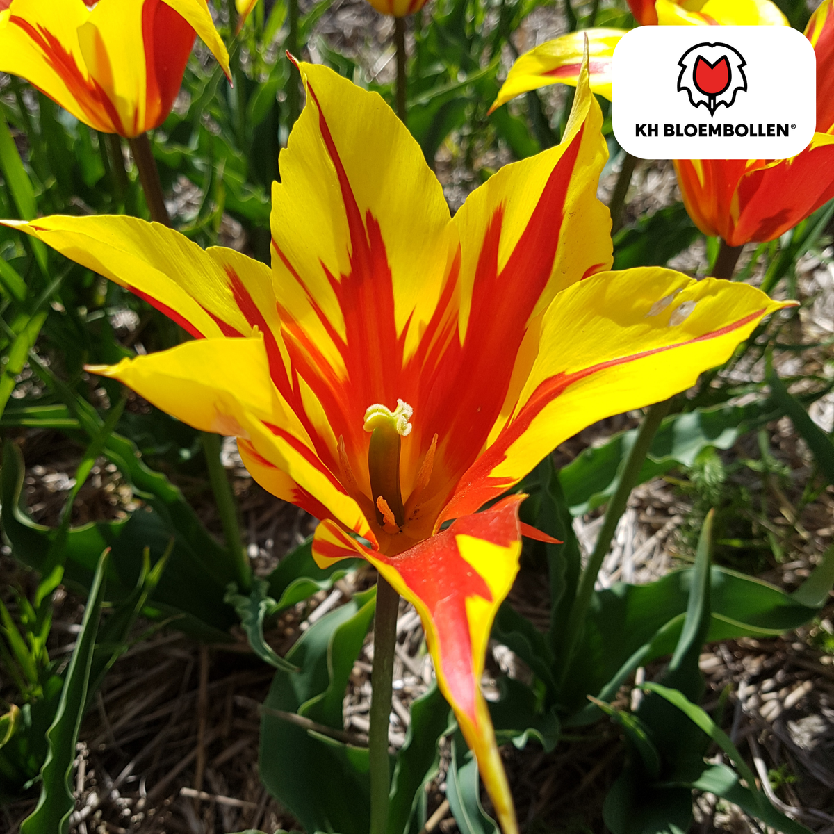 Tulp 'Fire Wings' – 20 bloembollen (bolmaat 11/12)