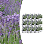 Lavendel (Lavandula) – 72 Pflanzen, Ø 7 cm, 15 cm hoch