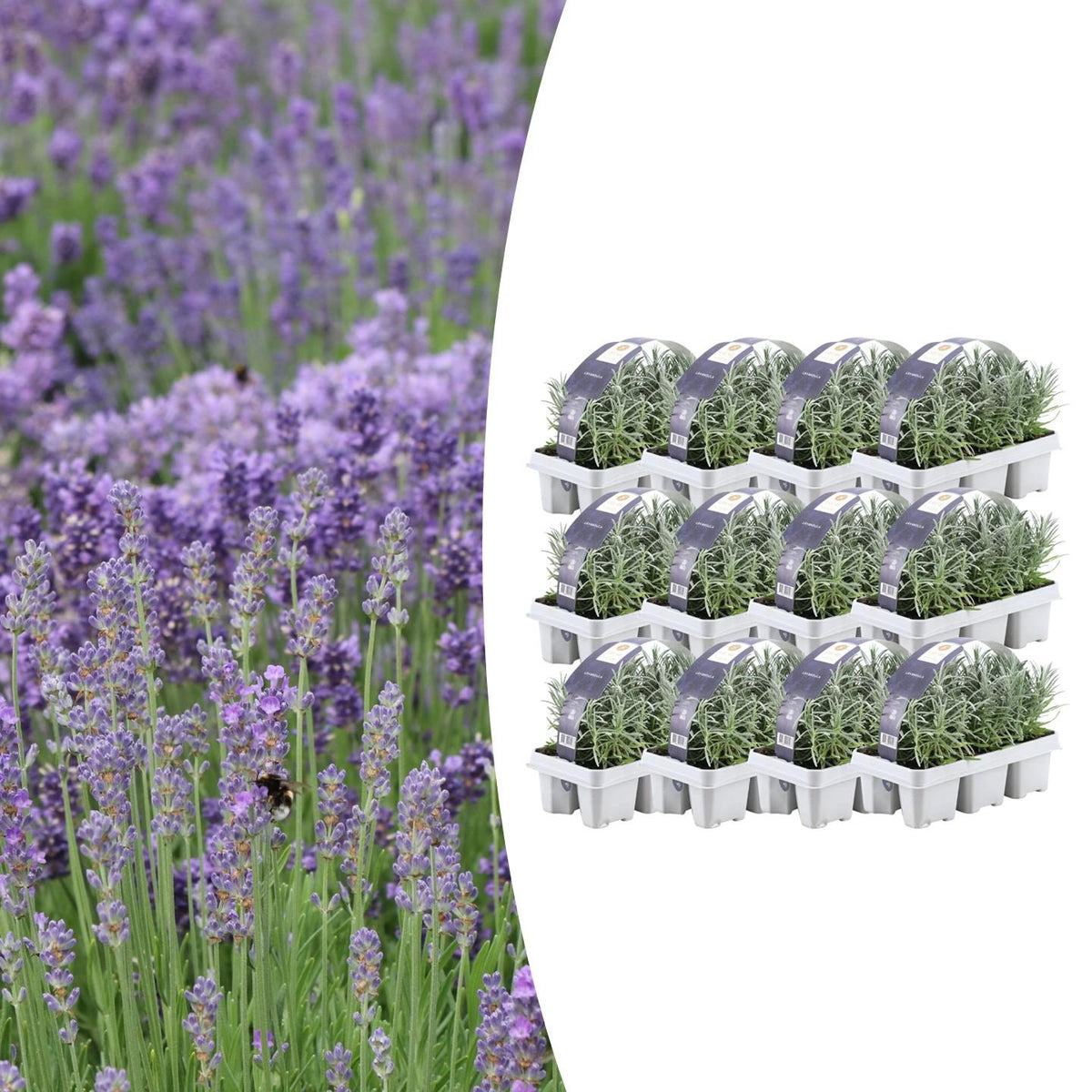 Lavendel (Lavandula) – 72 planten, Ø7 cm, 15 cm hoog