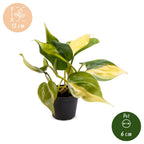 Philodendron scandens Brazil – Ø6 cm, 12 cm high