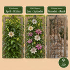 Passiflora 'Regenboog' (passiflore) – blanc-violet-rose – 8 plantes, Ø9 cm, 35 cm de haut