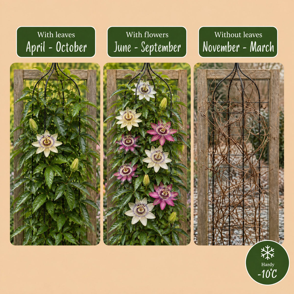 Passiflora 'Regenboog' (passiflore) – blanc-violet-rose – 8 plantes, Ø9 cm, 35 cm de haut – photo 6