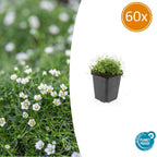 Sagina subulata (pearlfire) – 60 plants, Ø9 cm, 10–25 cm high
