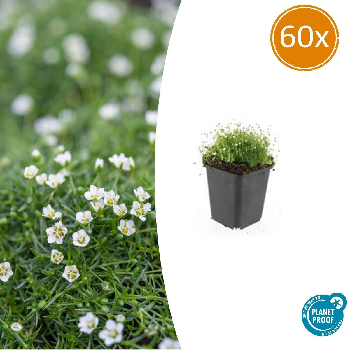 Sagina subulata (pearlfire) – 60 plants, Ø9 cm, 10–25 cm high – photo 2