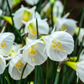 Narcisse 'White Petticoat' – 20 bulbes (taille 6/8)