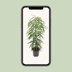 Ficus Binnendijkii Alii – Ø21 cm, 80 cm hoch