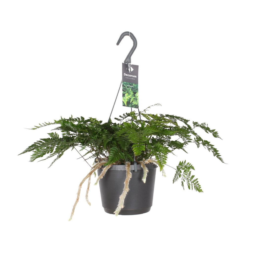 Farn – Ø 17 cm, 20 cm hoch