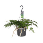Farn – Ø 17 cm, 20 cm hoch