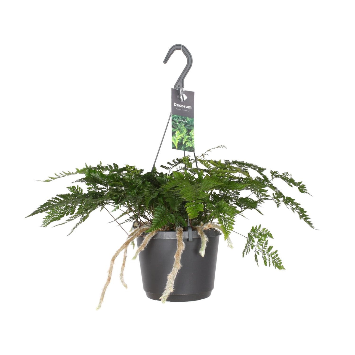 Farn – Ø 17 cm, 20 cm hoch
