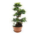 Ficus Ginseng – Ø27 cm, 70 cm hoog