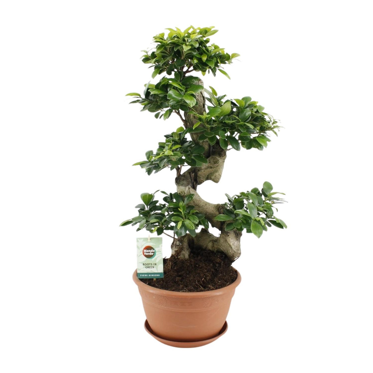 Ficus Ginseng – Ø27 cm, 70 cm hoog