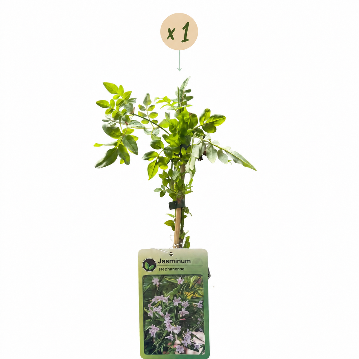 Jasminum stephanense (roze jasmijn) – Ø9 cm, 35 cm hoog – billede 2