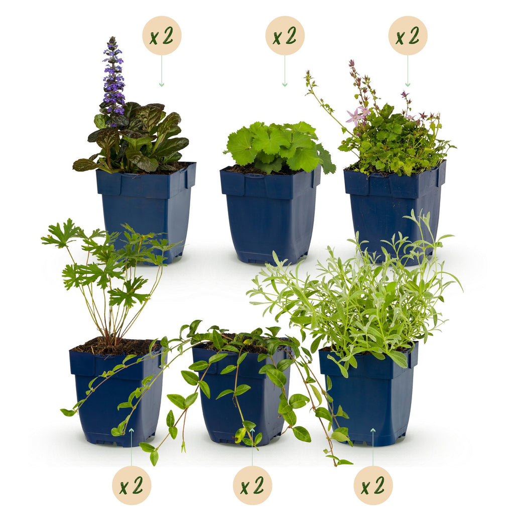 Borderpakket bodembedekend – 12 planten, Ø11 cm, 15–25 cm hoog – foto 2