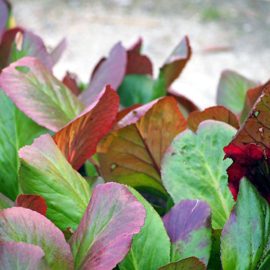 Bergenia cordifolia (elephant's ear) – 6 plants, Ø9 cm, 10–25 cm high – photo 4