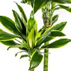 Dracaena fragrans Golden Coast (Drachenbaum) mit Korb – Ø 24 cm, 130–150 cm hoch