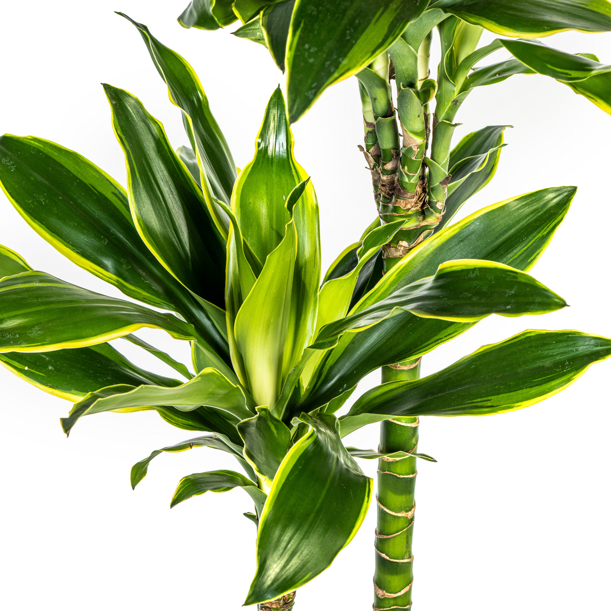 Dracaena fragrans Golden Coast (Drachenbaum) mit Korb – Ø 24 cm, 130–150 cm hoch
