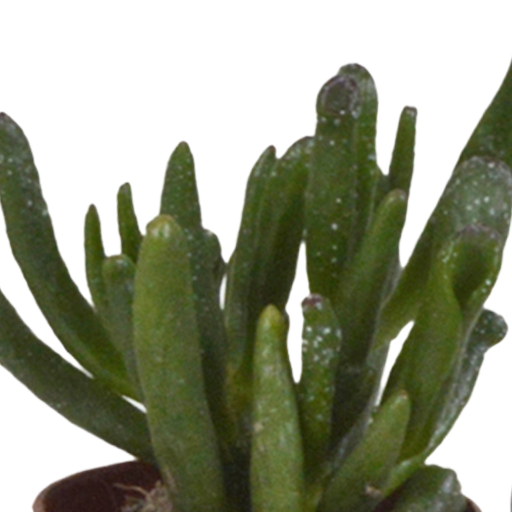 Plantes grasses sans pot décoratif – Ø 6 cm, 13 cm de haut