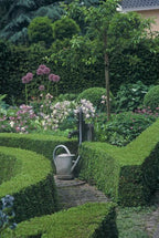 Buxus sempervirens – 12 plants, Ø9 cm, 10–25 cm high