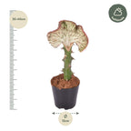 Euphorbia lactea Cristata rot – Ø 12 cm, 35 cm hoch