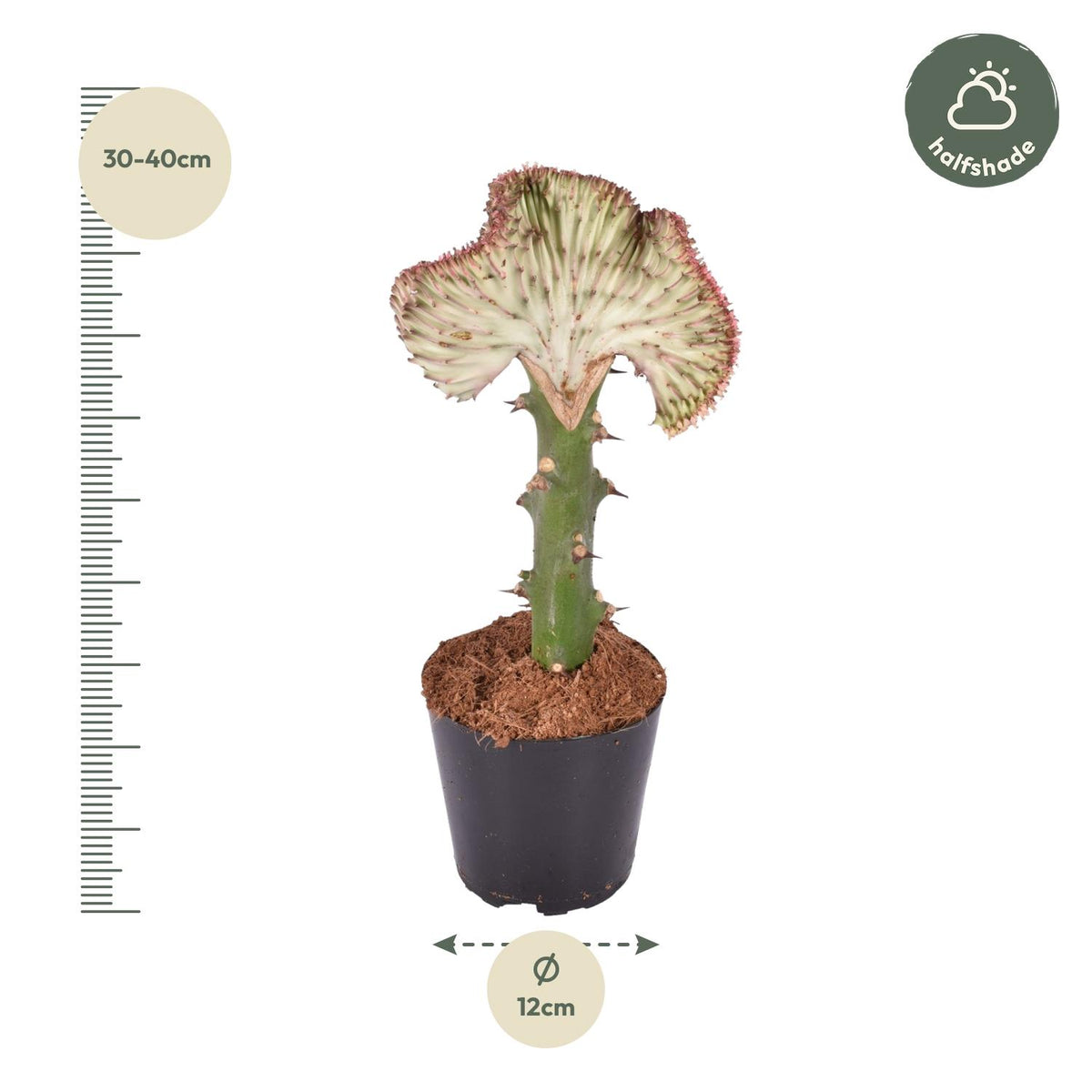 Euphorbia lactea Cristata rood – Ø12 cm, 35 cm hoog