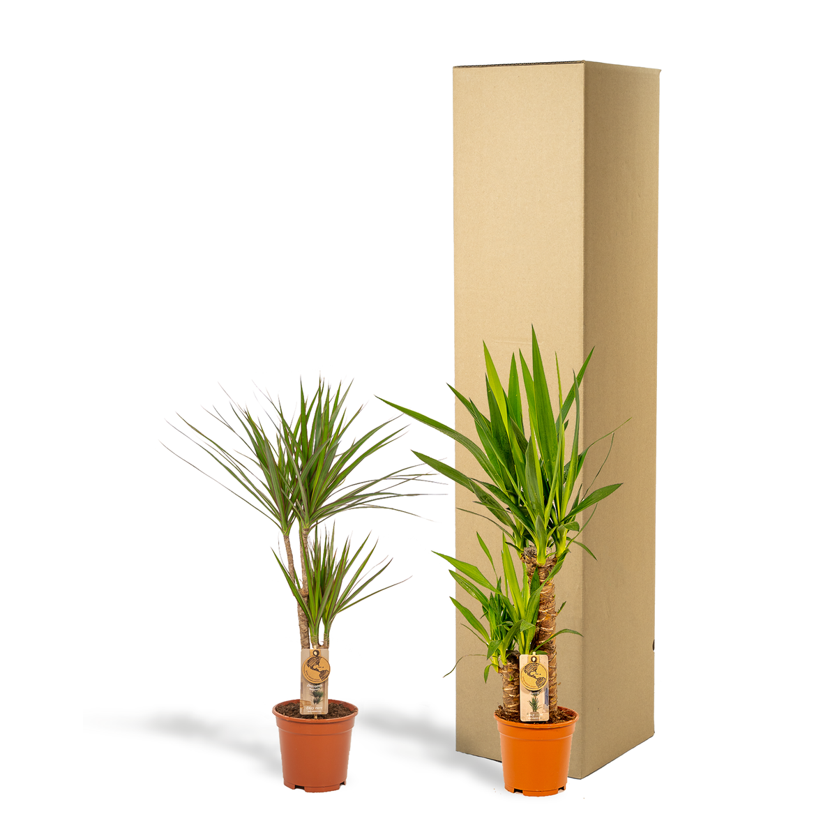 Dracaena ↨70 cm (arbre au dragon) – Ø17 cm